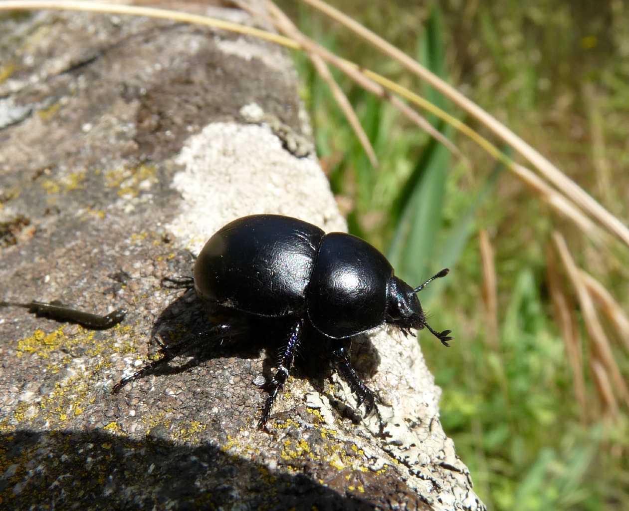 Jekelius (Geotrupidae) di spiaggia